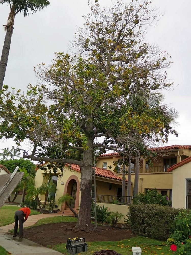 Man mulching around a large tree in front of a house on a cloudy day.