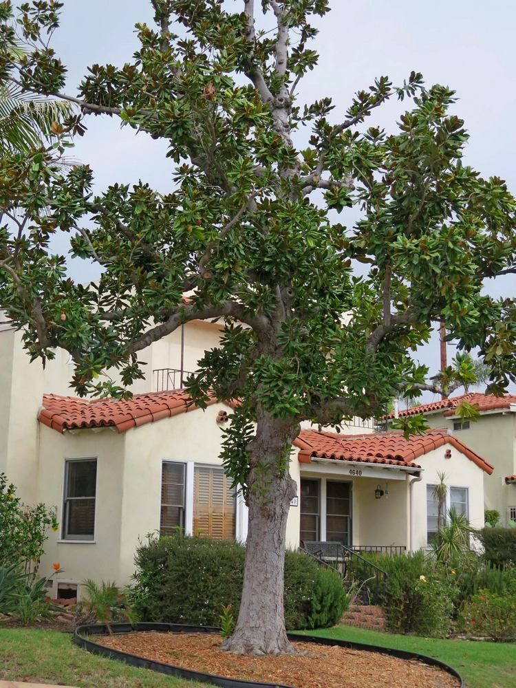 Magnolia tree in front of a stucco house with a red tile roof.