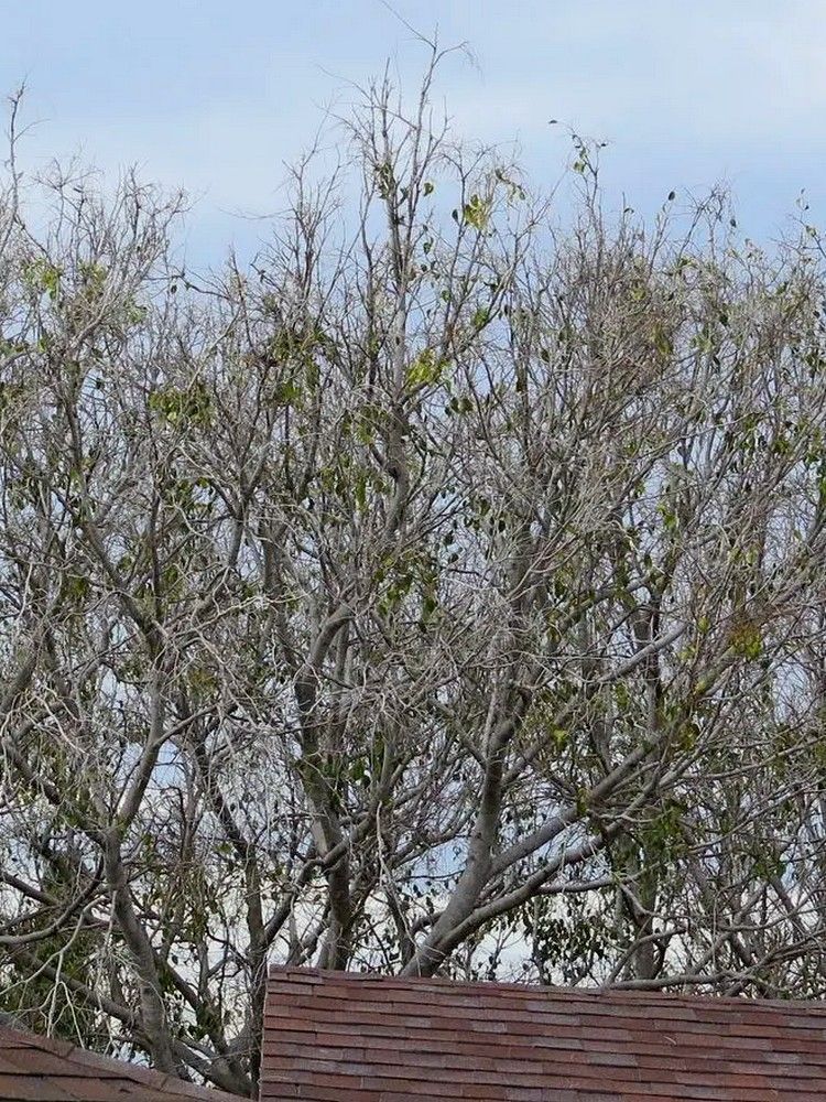 Bare tree branches with sparse green leaves, against a cloudy sky, partially obscuring a brown roof.