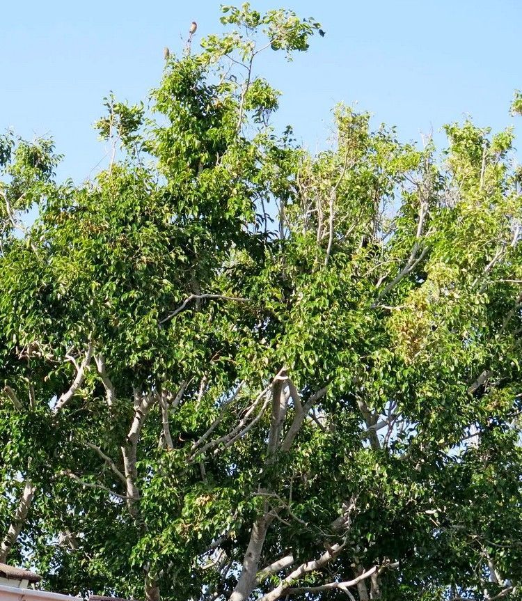 Green leafy tree against a clear blue sky.