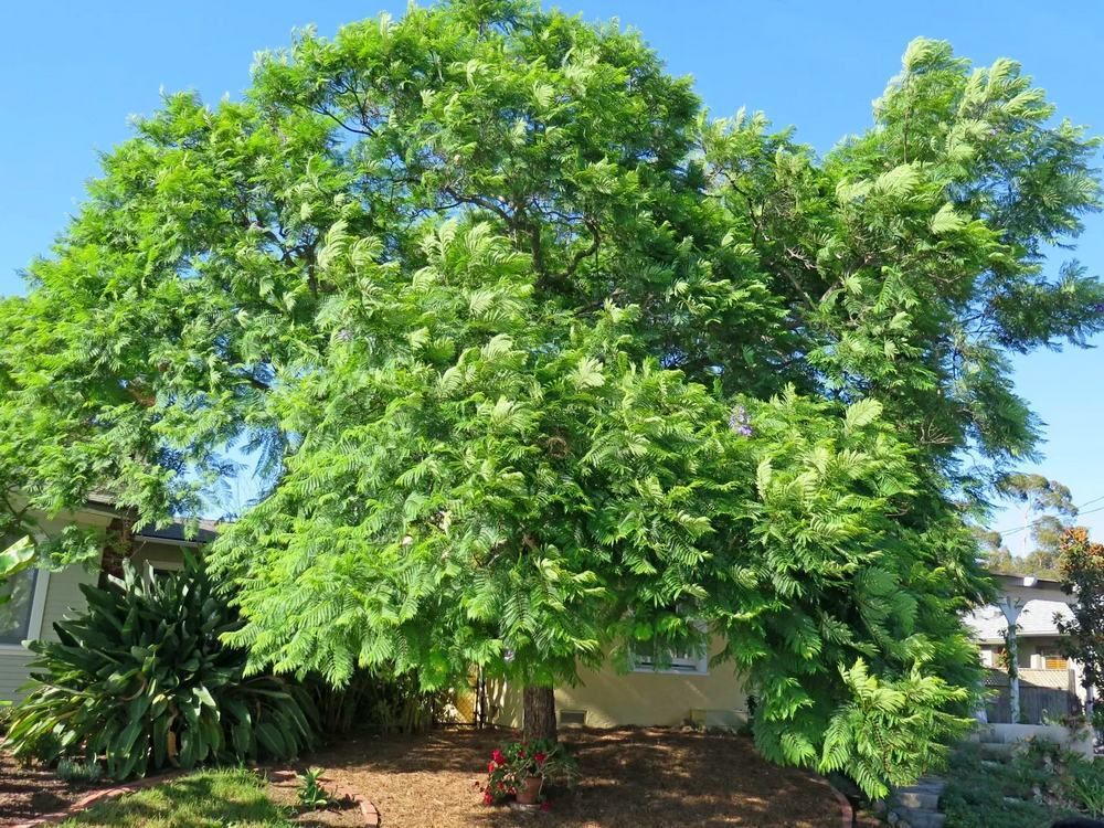Large tree with green leaves in front of a house, under a blue sky.
