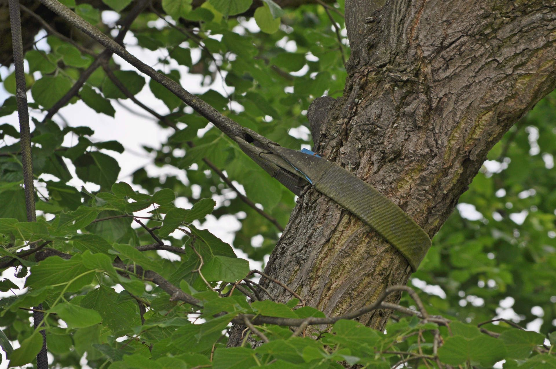 Ted Safford & Son, Arborists