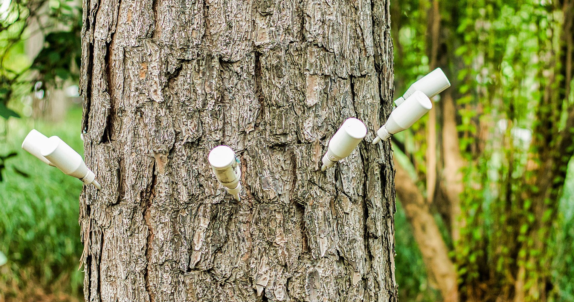 Ted Safford & Son, Arborists