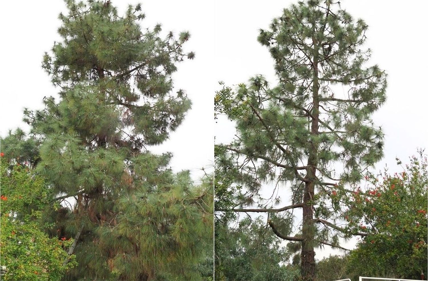 Ted Safford & Son, Arborists