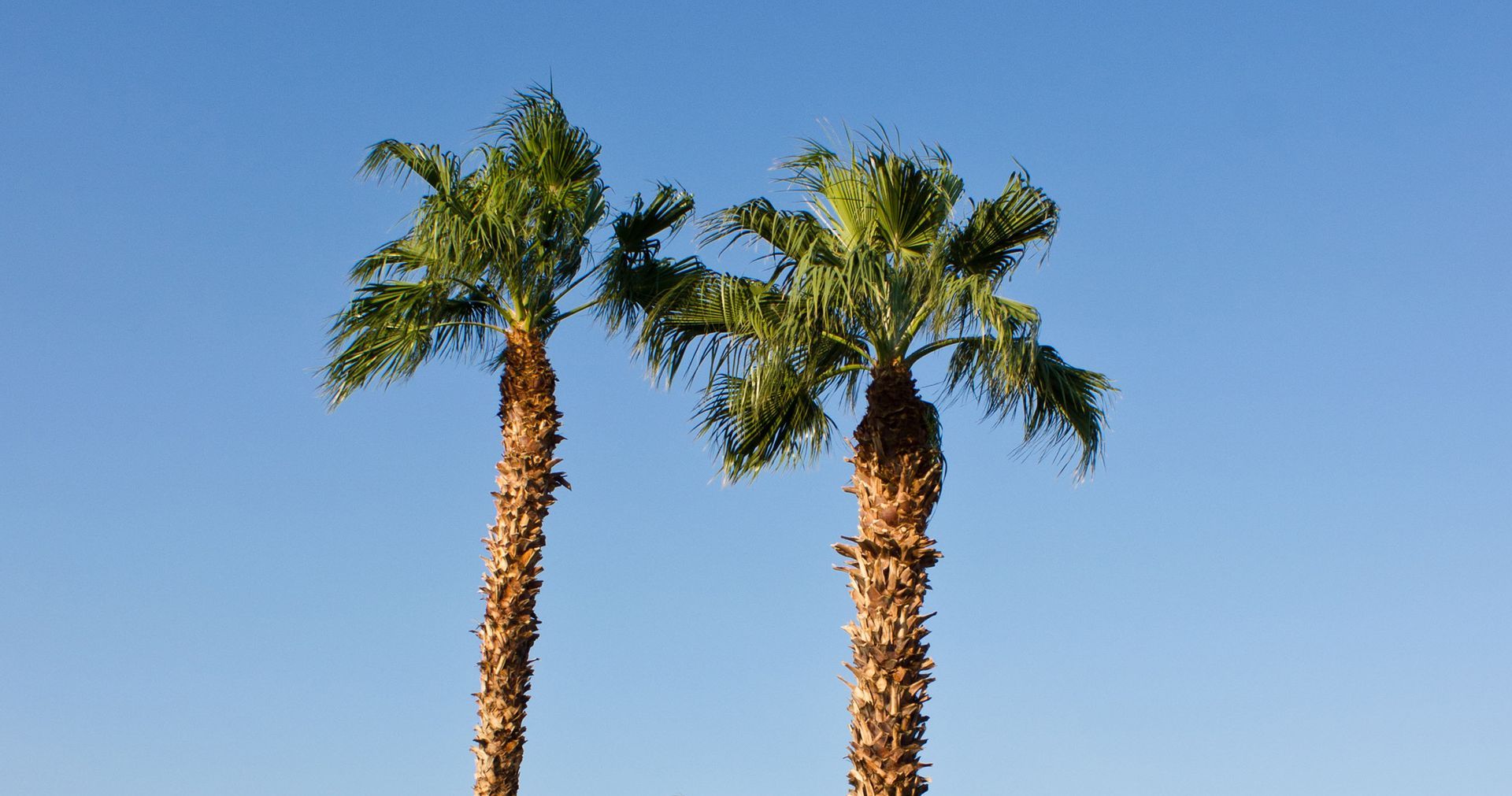 Ted Safford & Son, Arborists