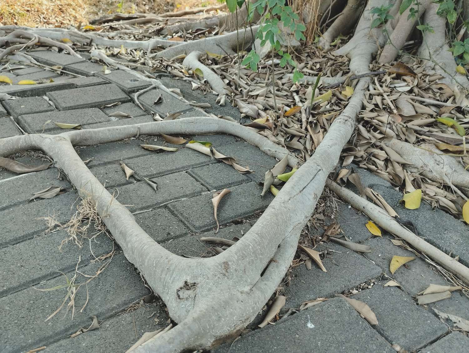 Ted Safford & Son, Arborists