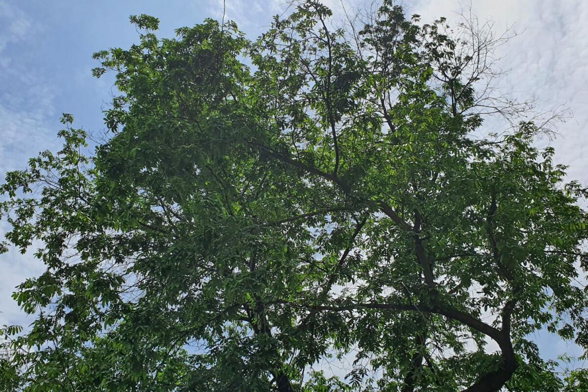 Ted Safford & Son, Arborists