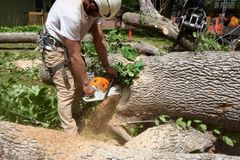 Ted Safford & Son, Arborists