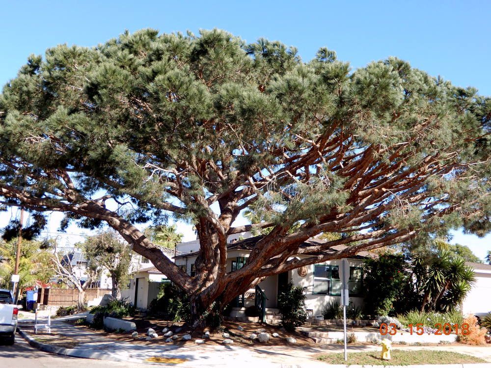 Ted Safford & Son, Arborists