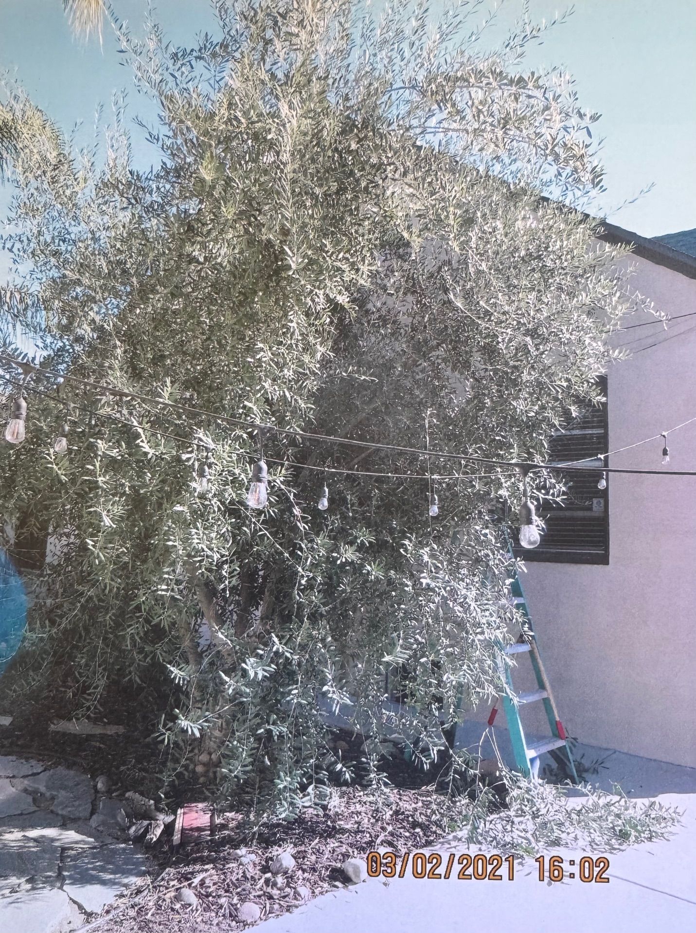 Dense leafy tree beside a white building in bright sunlight, with a ladder nearby and blue sky above.