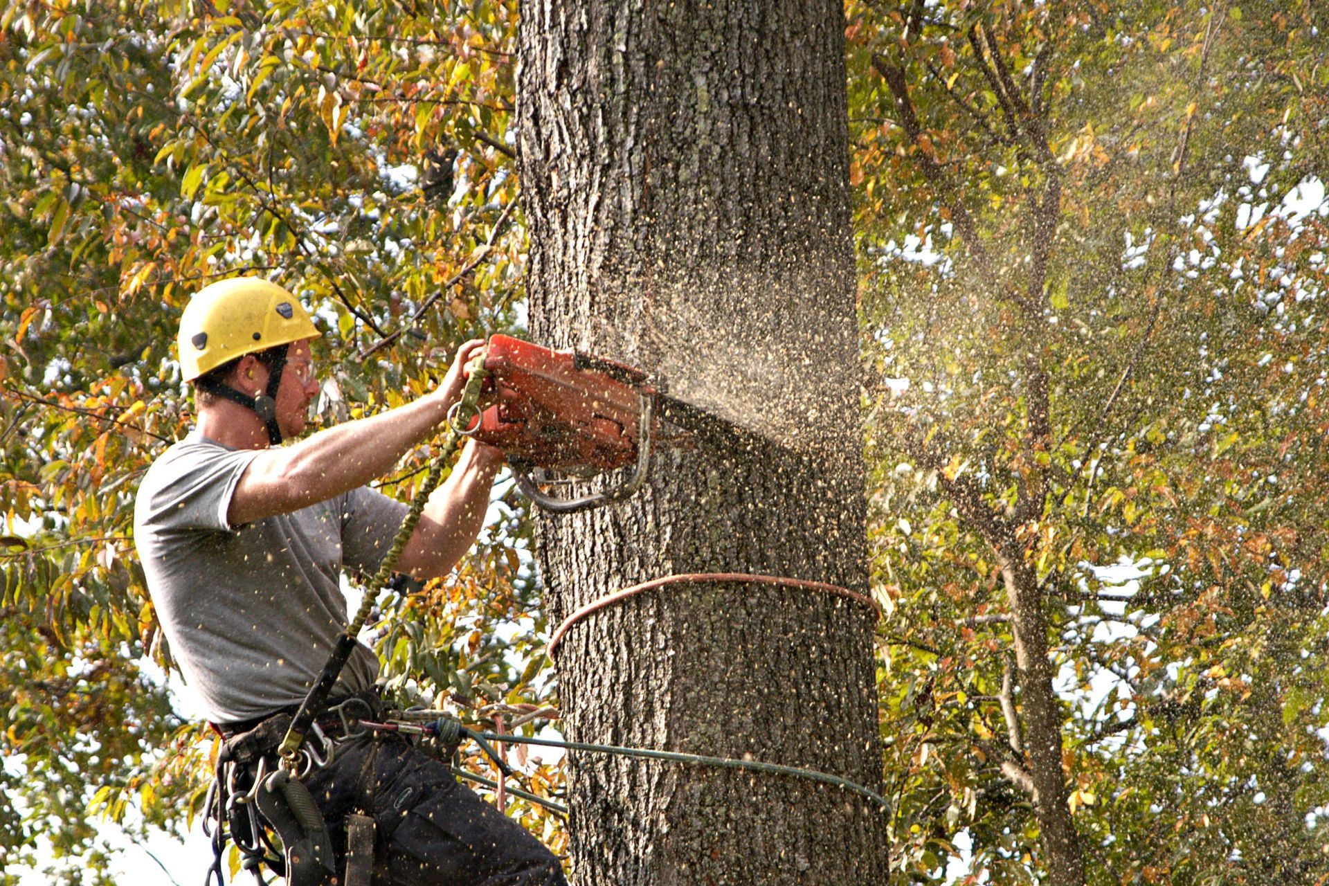 Mid-Tenn Tree & Lawn Service