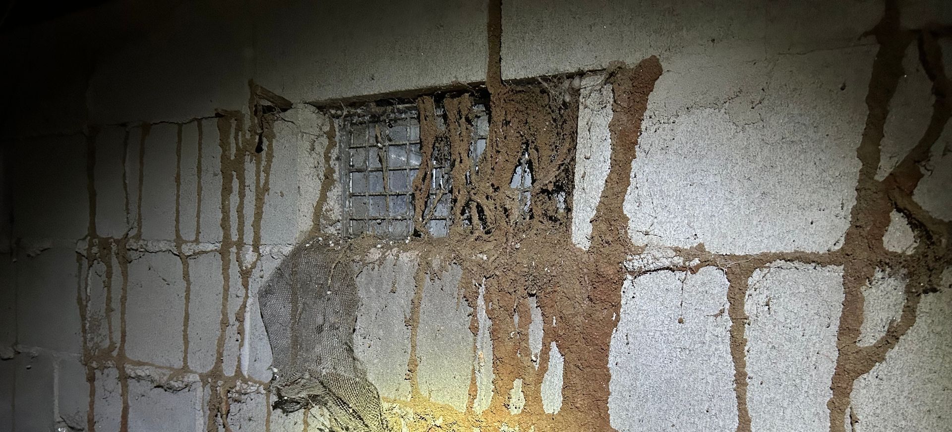 Termites are crawling on a brick wall in a basement.