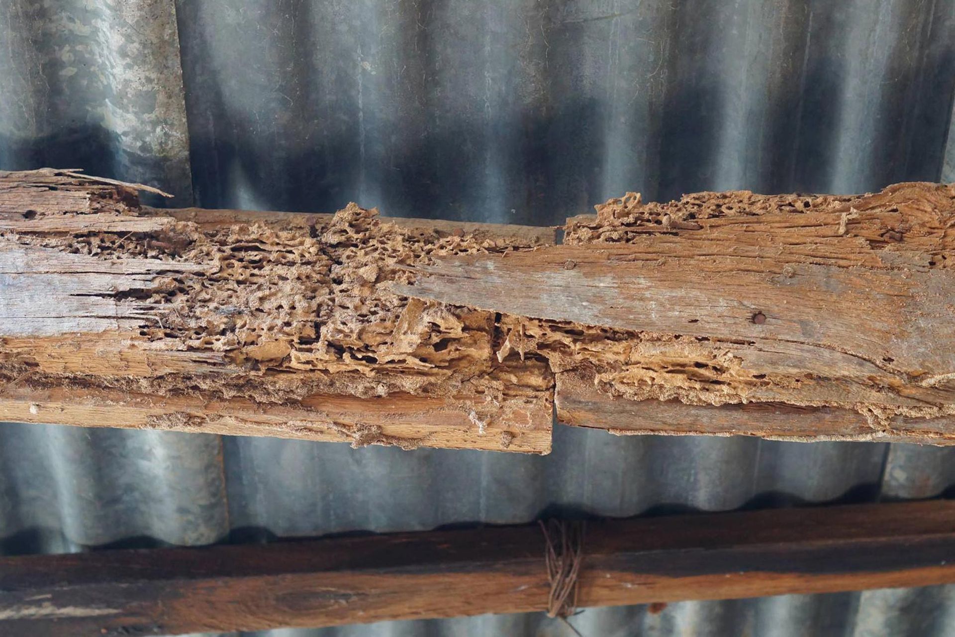 A piece of wood that has been eaten by termites.