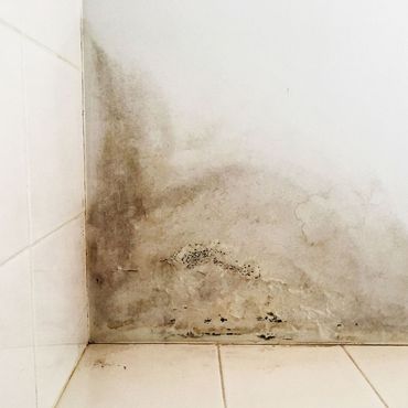 Mold Remediation