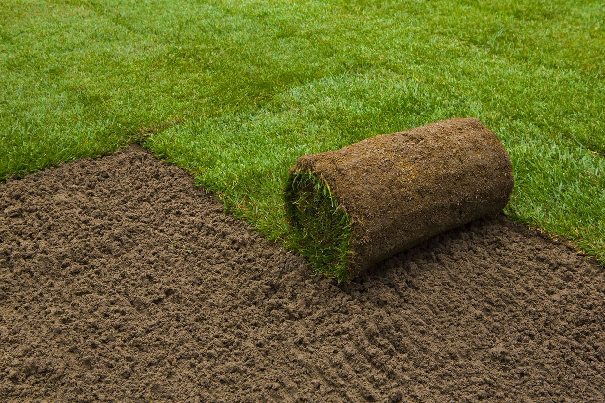 A roll of fresh sod being unrolled onto prepared soil, showing vibrant green grass and dark brown earth.