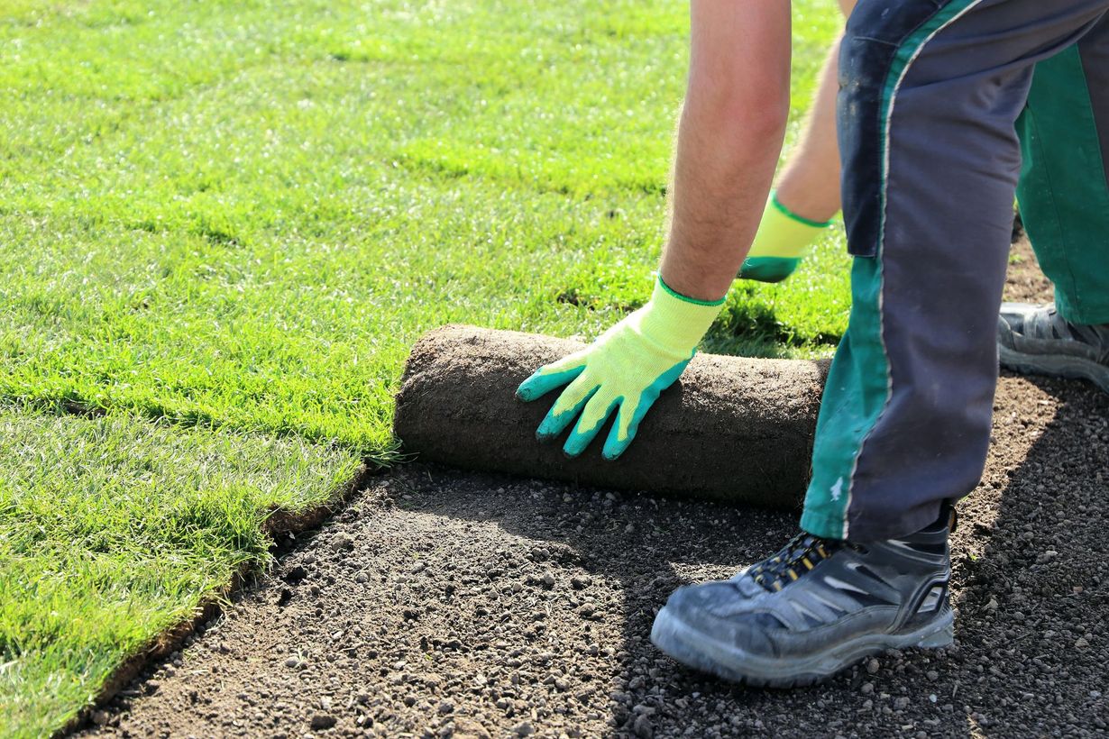 A person installing sod in a yard, wearing green gloves, gray pants, and work boots.