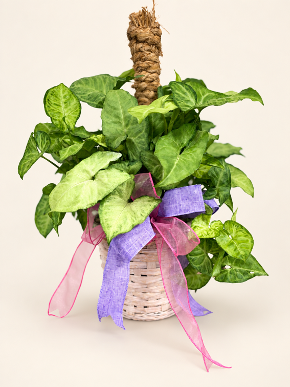 Potted green trailing plant with a woven basket and purple-pink ribbon bow