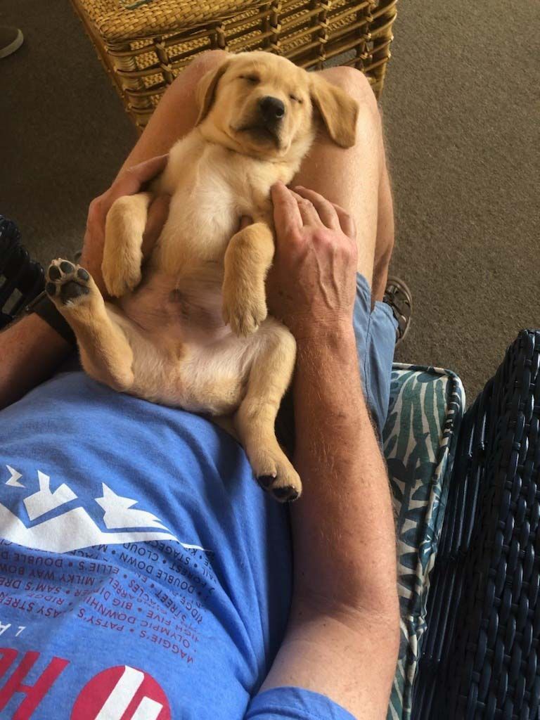 Small tan puppy lying belly-up on a person’s lap, held gently indoors.