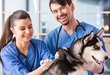 Bluegrass Animal Clinic LLC - Pet Care | Plainwell, MI