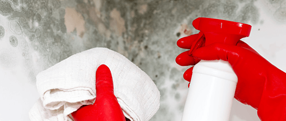 Superior mold remediation solutions