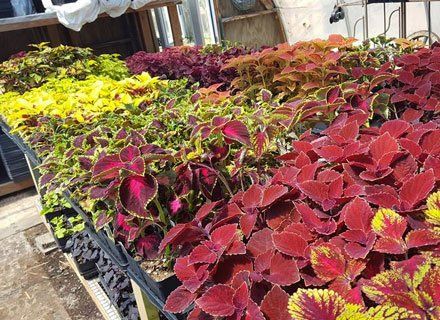 Plants with different color of leaves