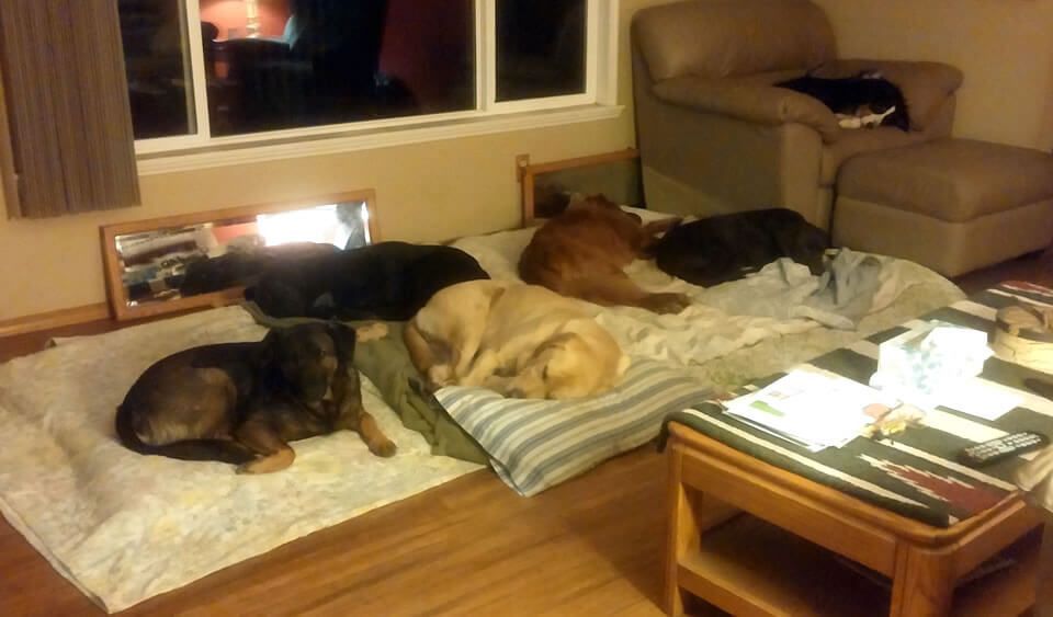 a group of dogs are laying on blankets in a living room