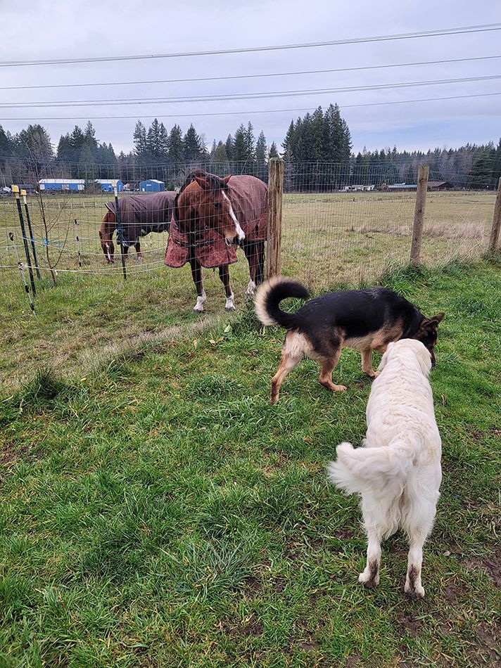 Two horses and a dog are standing in a grassy field.