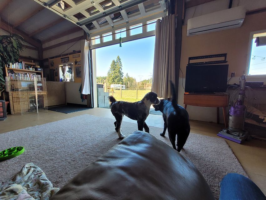 Two dogs are standing next to each other in a living room.