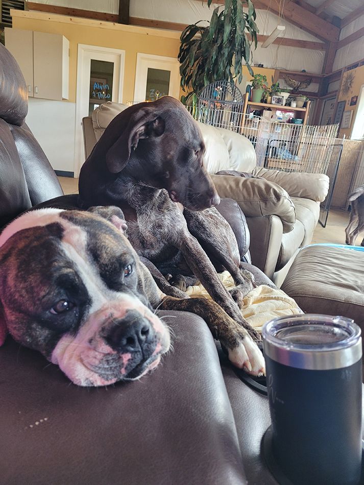 Two dogs are laying on a couch next to a cup.