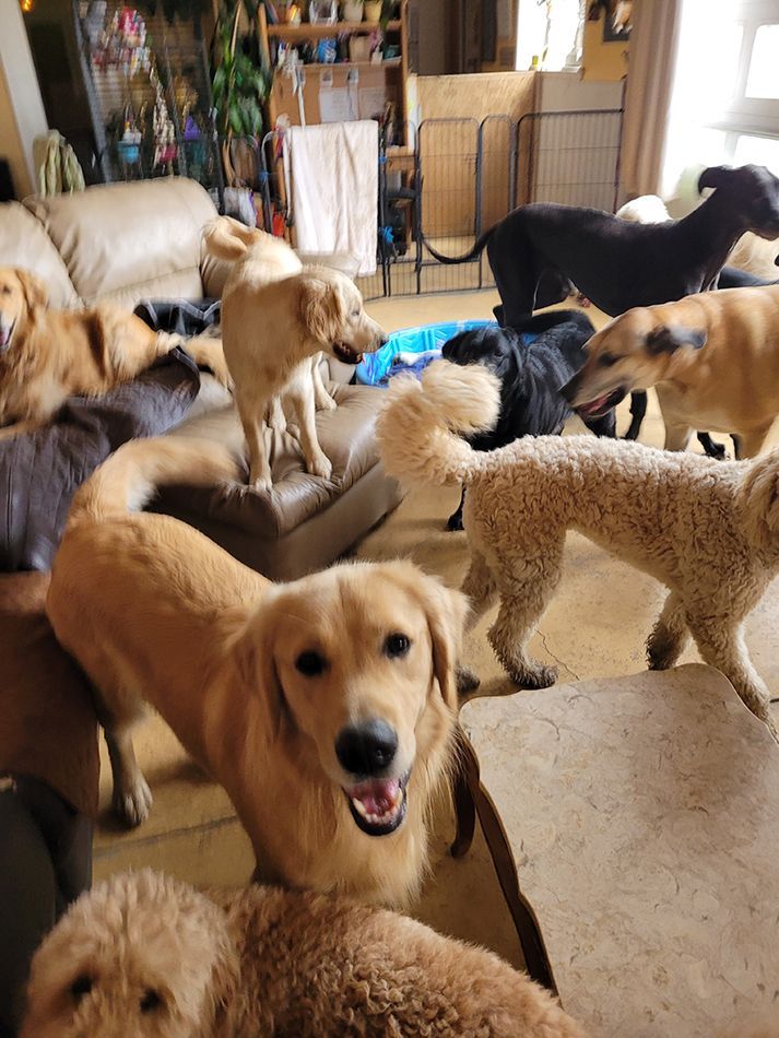 A group of dogs are playing in a living room.