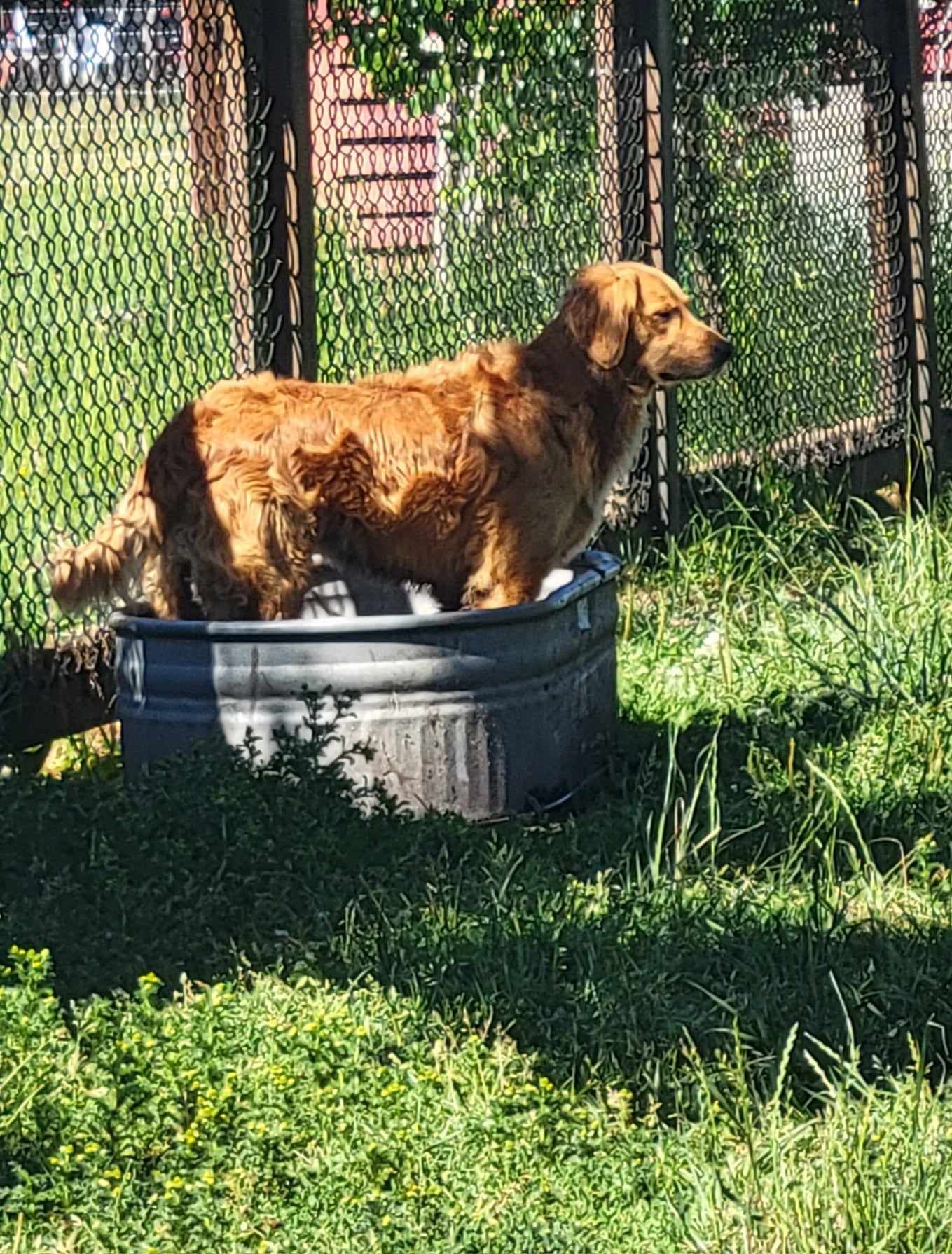 A dog is standing in a metal tub in the grass.