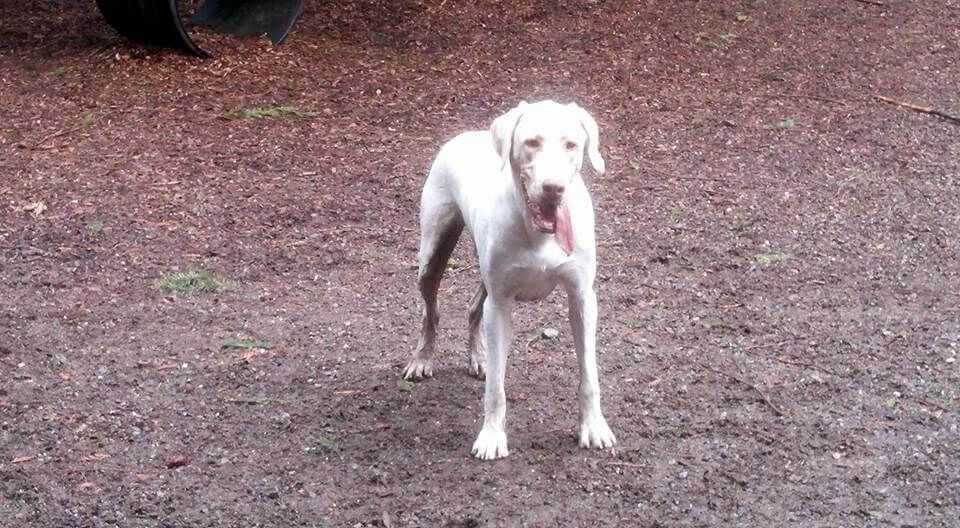 A white dog is standing in the dirt and looking at the camera.