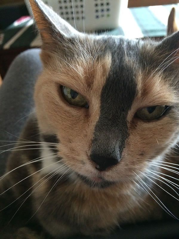 A close up of a cat 's face with a basket in the background.