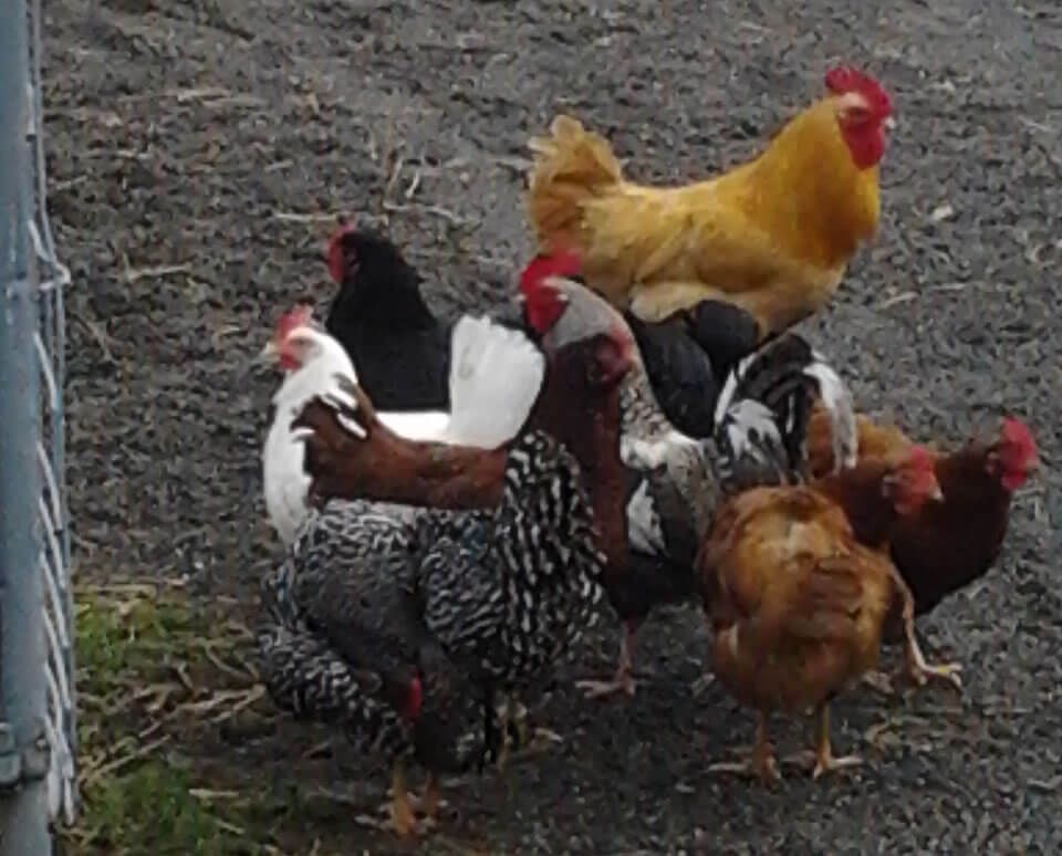 A group of chickens are standing next to each other.