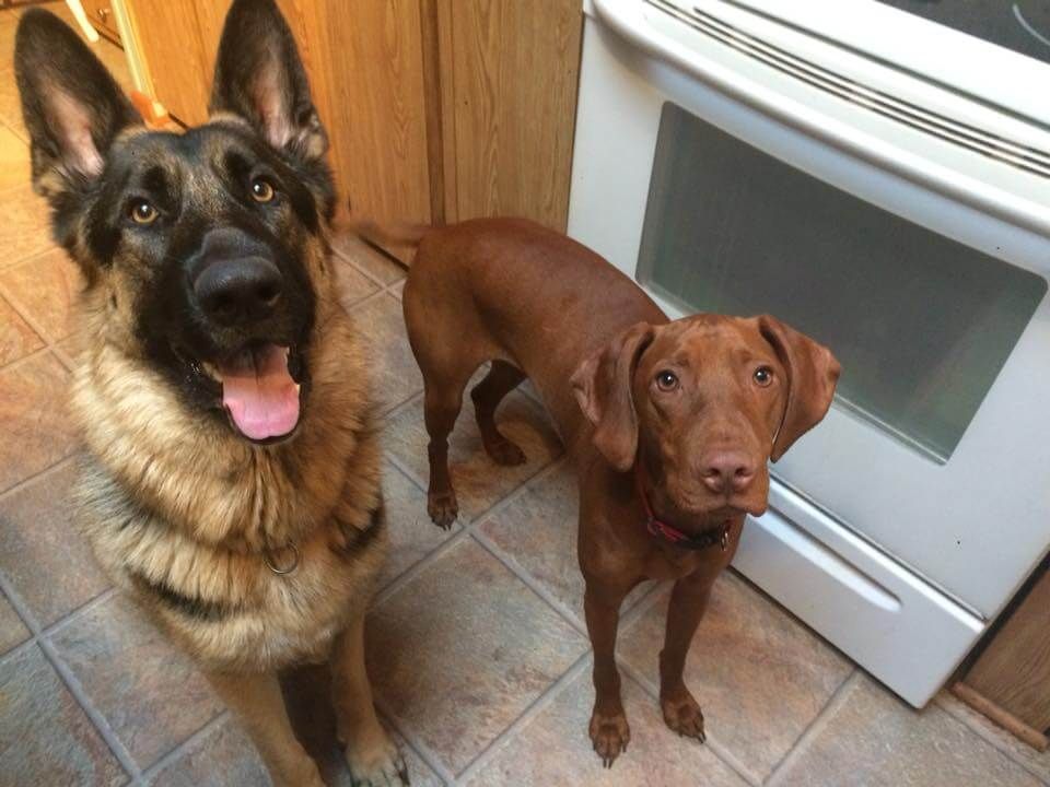A german shepherd and a brown dog are standing next to each other.