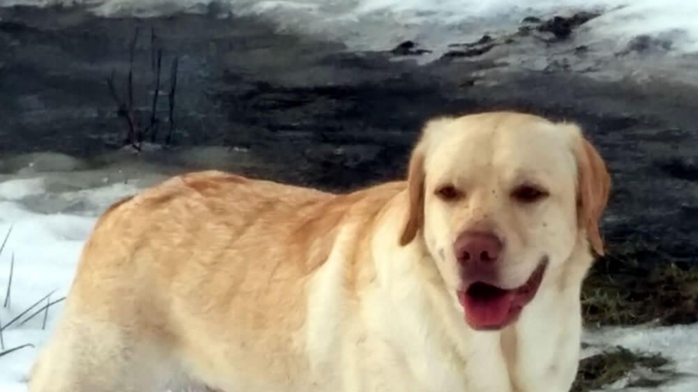 A yellow labrador retriever is standing in the snow.