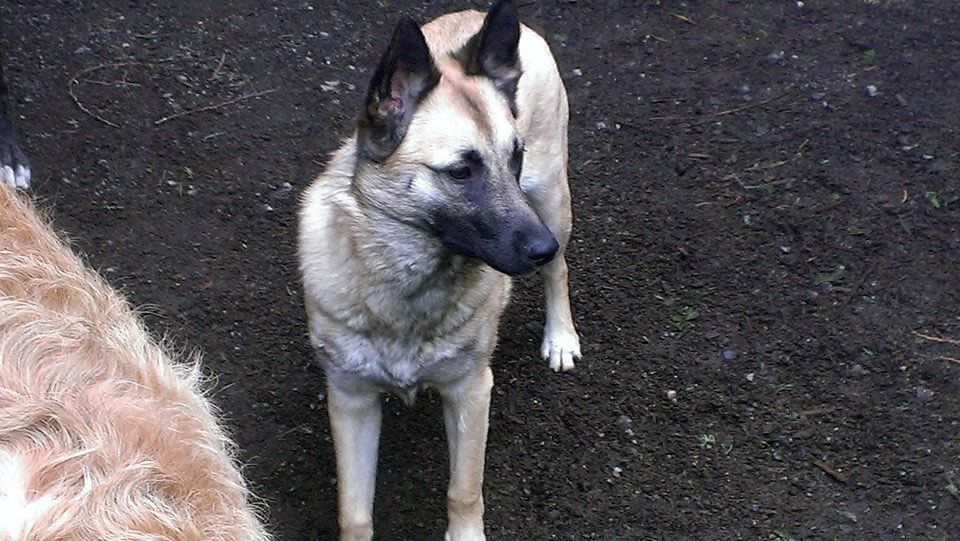 A dog is standing on a dirt road next to another dog.