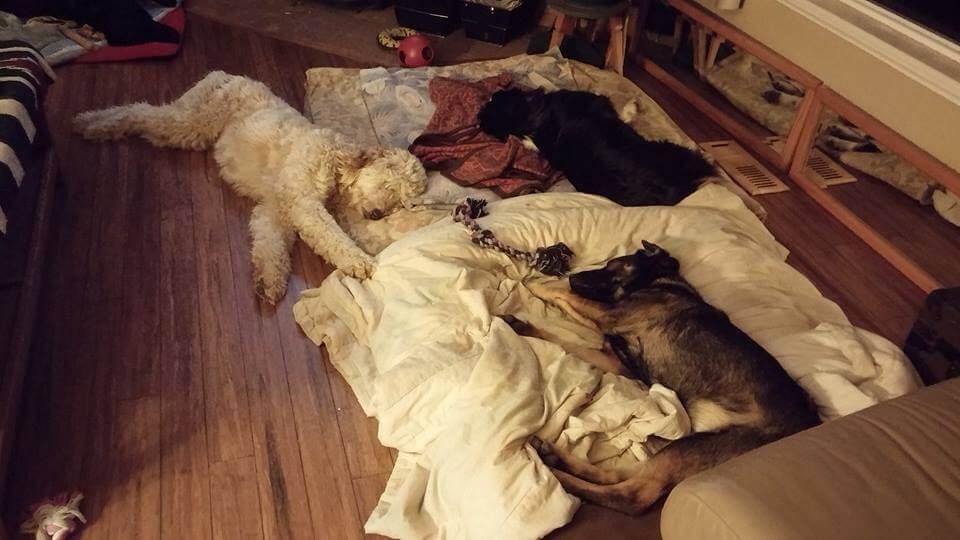 A group of dogs are laying on a bed in a living room.