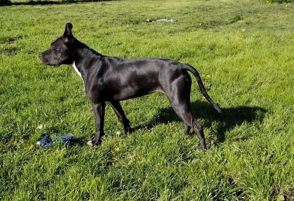 A black dog is standing in a grassy field.