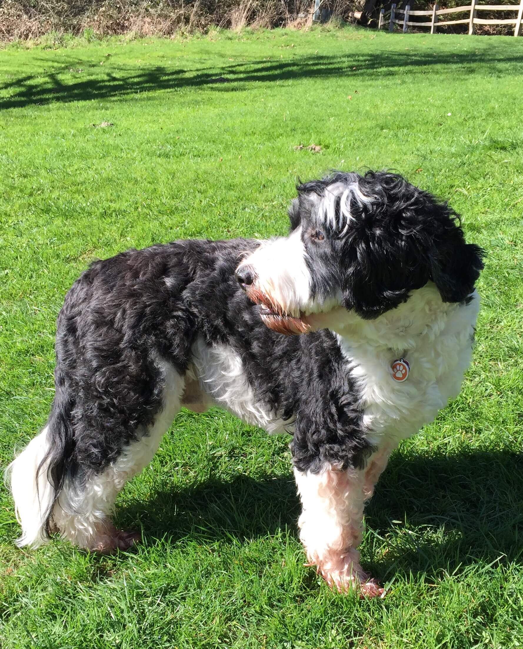 A black and white dog is standing in a grassy field.