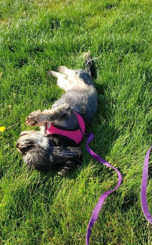 A small dog is laying on its back in the grass.
