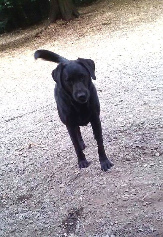 A black dog is standing on a dirt road.