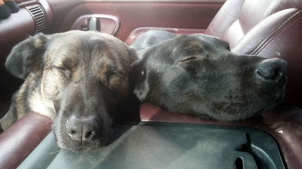 Two dogs are sleeping in the back seat of a car.