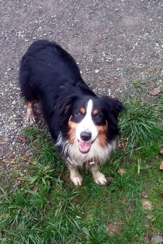 A black, brown and white dog is standing in the grass.