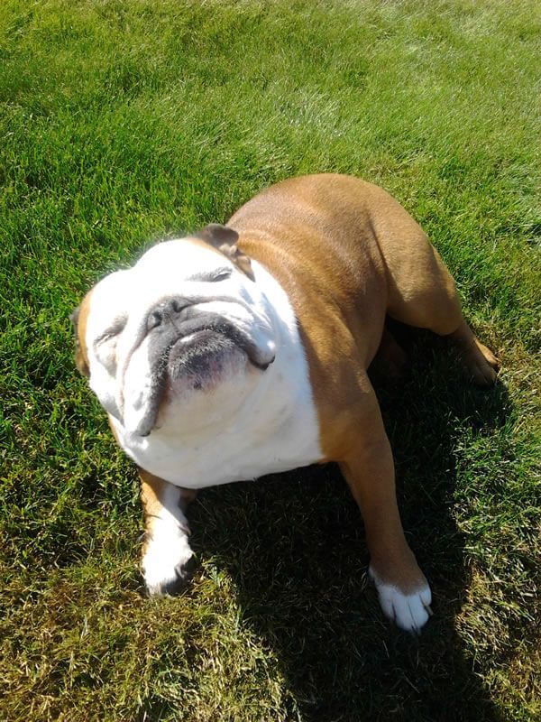 A brown and white bulldog laying in the grass with its eyes closed.
