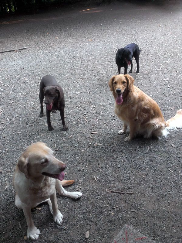 A group of dogs are standing and sitting on the ground.