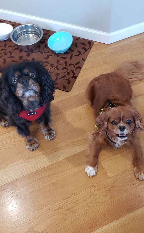 Two dogs are sitting next to each other on a wooden floor.