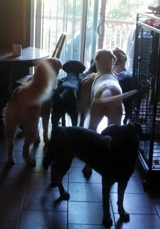 A group of dogs standing in front of a sliding glass door.