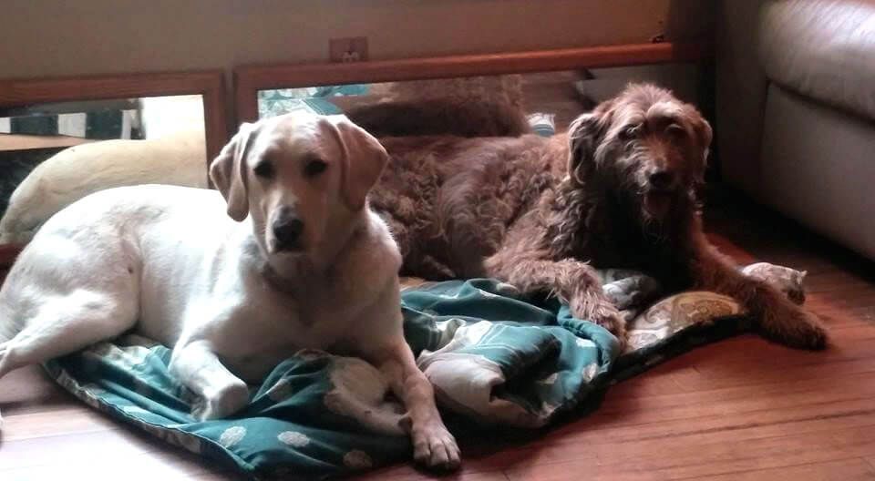 Two dogs are laying on a blanket on the floor.