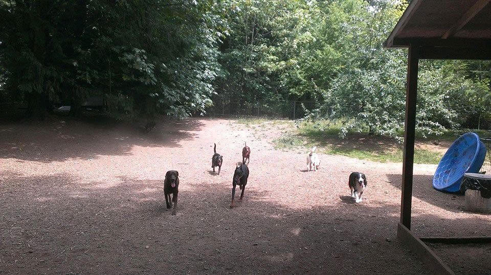 A group of dogs are walking in a dirt field.